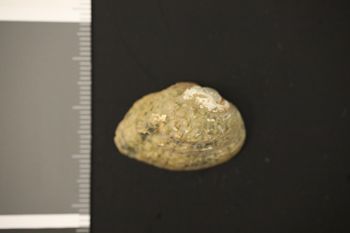 Media type: image;   Malacology 167254 Description: Preserved specimen.;